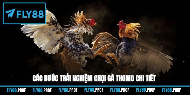 Các bước trải nghiệm chọi gà Thomo chi tiết