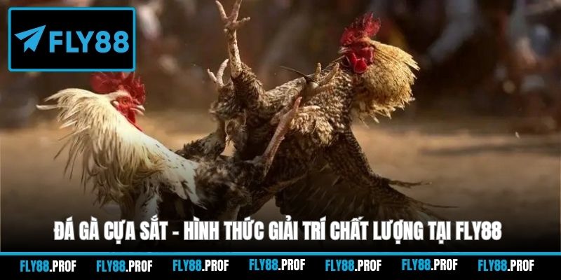 đá gà cựa sắt