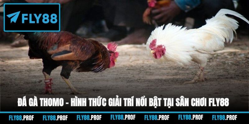 đá gà thomo