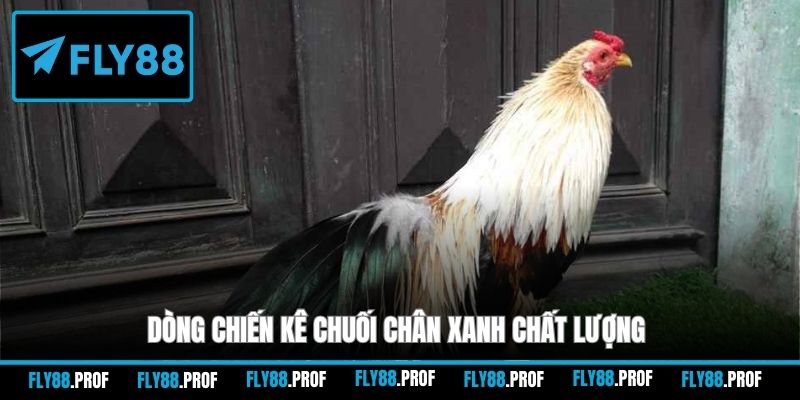 Dòng chiến kê chuối chân xanh chất lượng