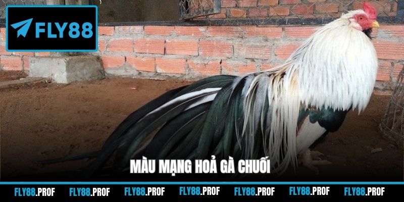 Màu mạng hoả gà chuối
