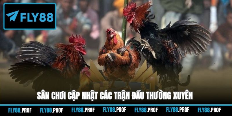 Sân chơi cập nhật các trận đấu thường xuyên