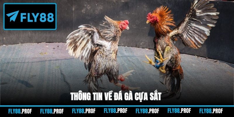 Thông tin về đá gà cựa sắt
