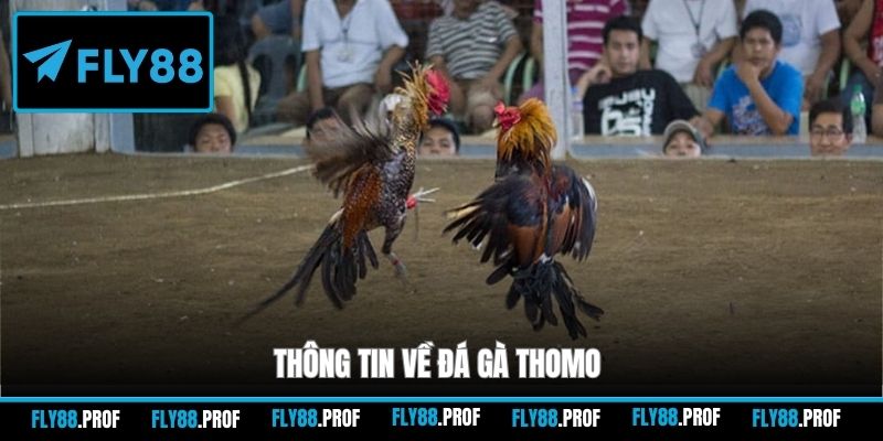 Thông tin về đá gà Thomo