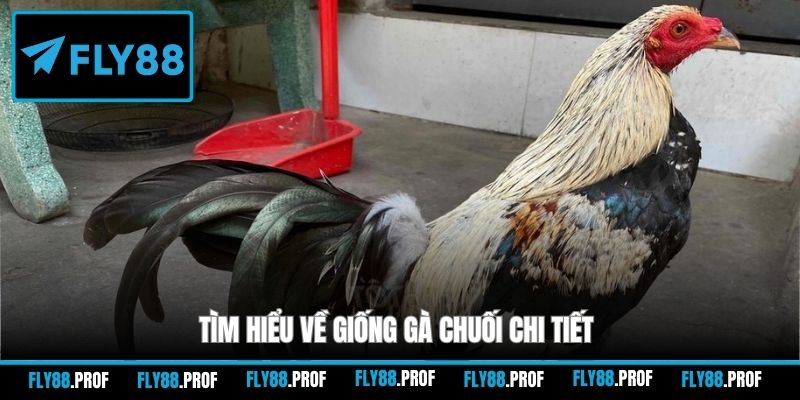 Tìm hiểu về giống gà chuối chi tiết