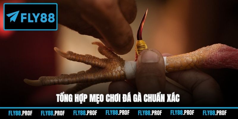 Tổng hợp mẹo chơi đá gà chuẩn xác