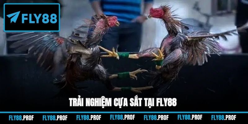 Trải nghiệm cựa sắt tại FLY88