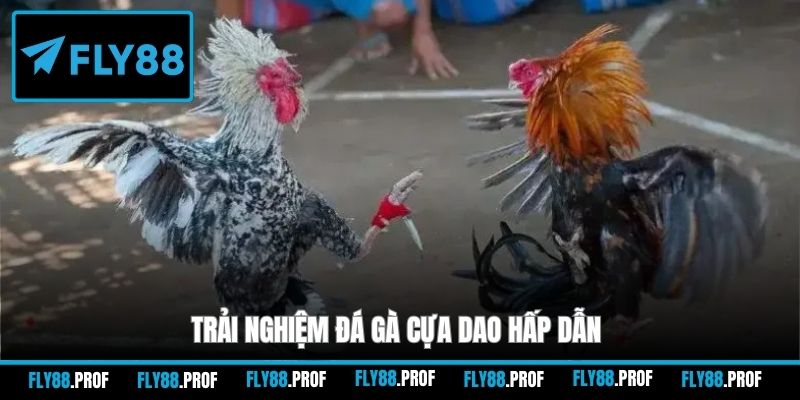 Trải nghiệm đá gà cựa dao hấp dẫn