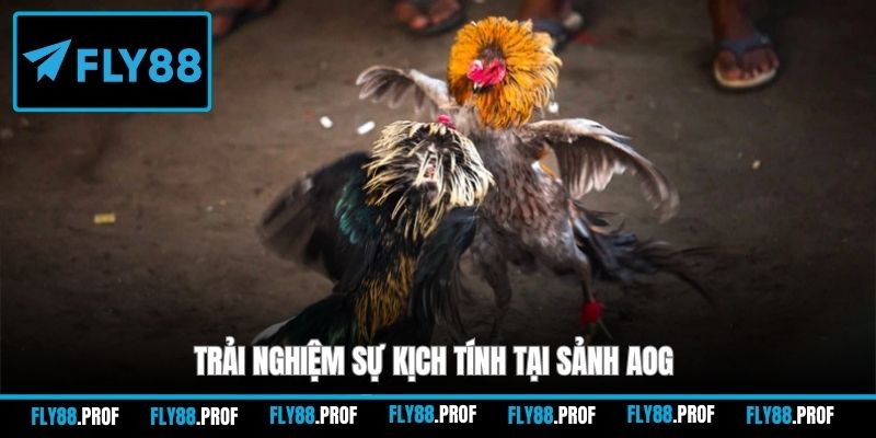 Trải nghiệm sự kịch tính tại sảnh AOG